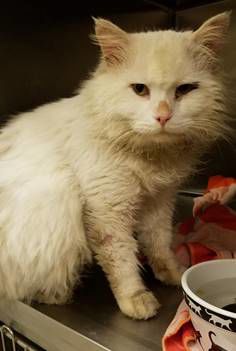 031719 Ragamuffin.jpg
